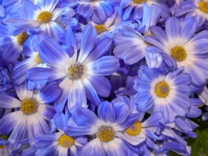 サイネリア　水色