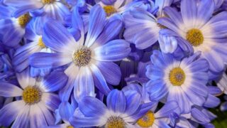 サイネリア　水色