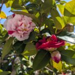 椿の花　マーブル＆赤