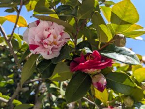 椿の花　マーブル＆赤