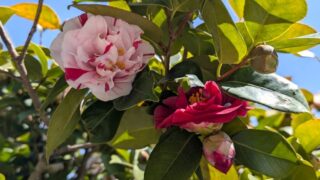 椿の花　マーブル＆赤