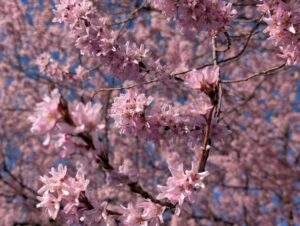 2026年の桜　堀金物産センター２