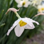 雨に濡れた水仙　２０２６年