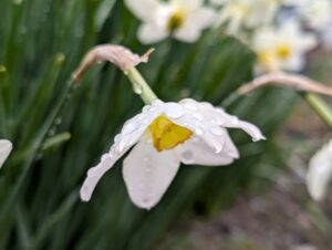 雨に濡れた水仙 2026年