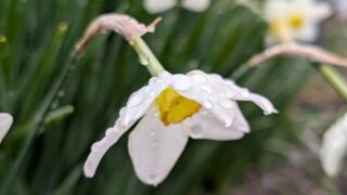 雨に濡れた水仙　２０２６年