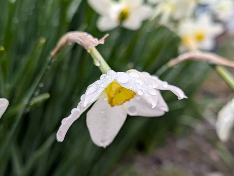 雨に濡れた水仙　２０２６年