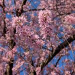2026年の桜　堀金物産センター１