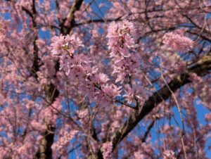 2026年の桜　堀金物産センター１