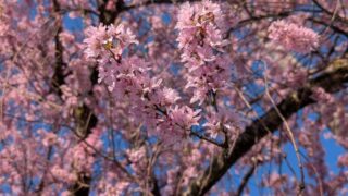 2026年の桜　堀金物産センター１