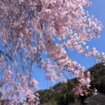 濃い紅色の垂れ桜