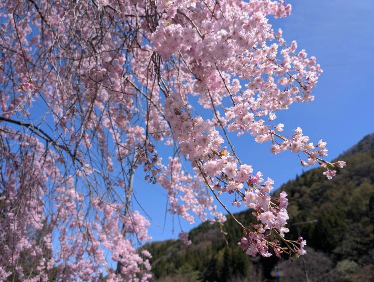 濃い紅色の垂れ桜