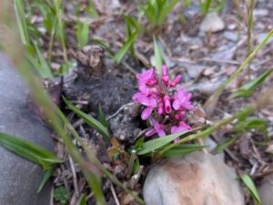 ハナズオウ　２０２６の３