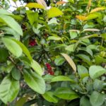 花が散り葉が繁茂した木瓜