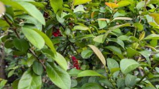 花が散り葉が繁茂した木瓜