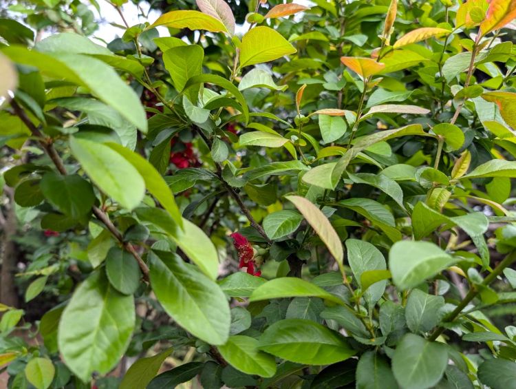 花が散り葉が繁茂した木瓜