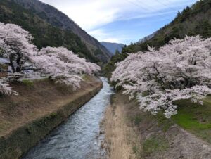桜並木2 安曇地区 2026年4月