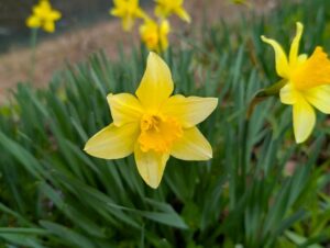 2026年4月の安曇地区の水仙