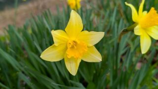 2026年4月の安曇地区の水仙