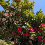 源平咲きの椿　２０２６の１