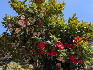 源平咲きの椿　２０２６の１