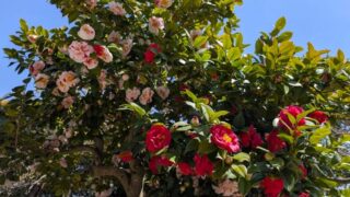 源平咲きの椿　２０２６の１