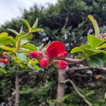 2026年4月　庭の木瓜の花の蕾