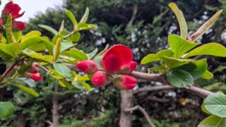 2026年4月　庭の木瓜の花の蕾