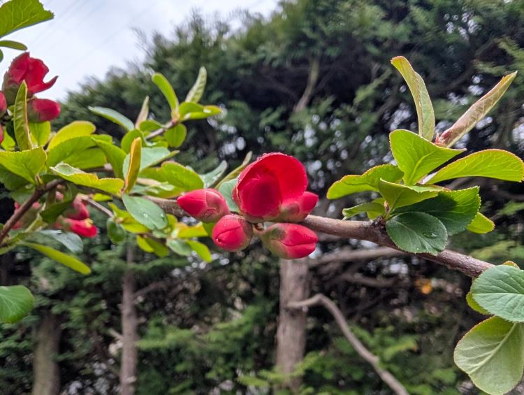 2026年4月　庭の木瓜の花の蕾