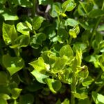 リラの木の新芽　２０２６