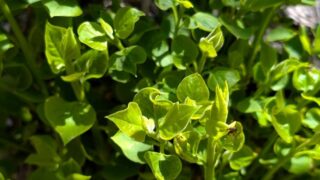 リラの木の新芽　２０２６