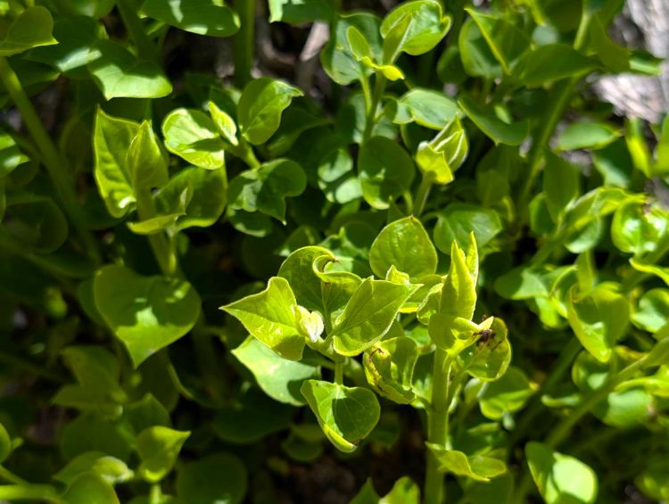 リラの木の新芽　２０２６