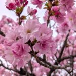 ポンポン桜　２０２６の１