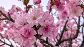 ポンポン桜　２０２６の１