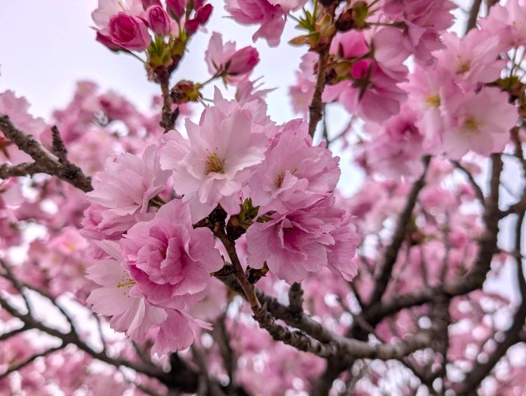 ポンポン桜　２０２６の１