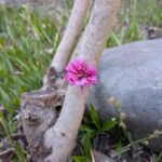 ハナズオウ　２０２６の２