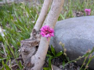 ハナズオウ　２０２６の２