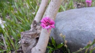 ハナズオウ　２０２６の２