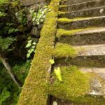安楽寺の石段の苔