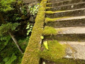 安楽寺の石段の苔