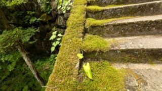 安楽寺の石段の苔