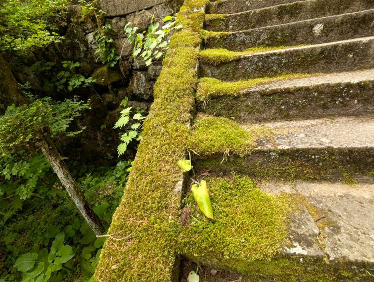 安楽寺の石段の苔