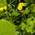 黄色い小さな花　５月