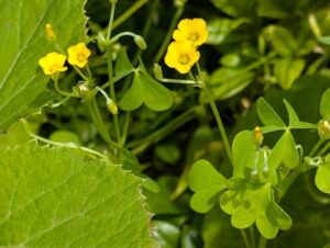 黄色い小さな花　５月