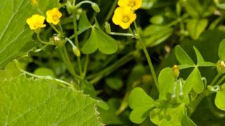 黄色い小さな花　５月