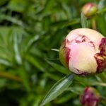 芍薬の蕾　２０２６の１
