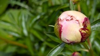 芍薬の蕾　２０２６の１