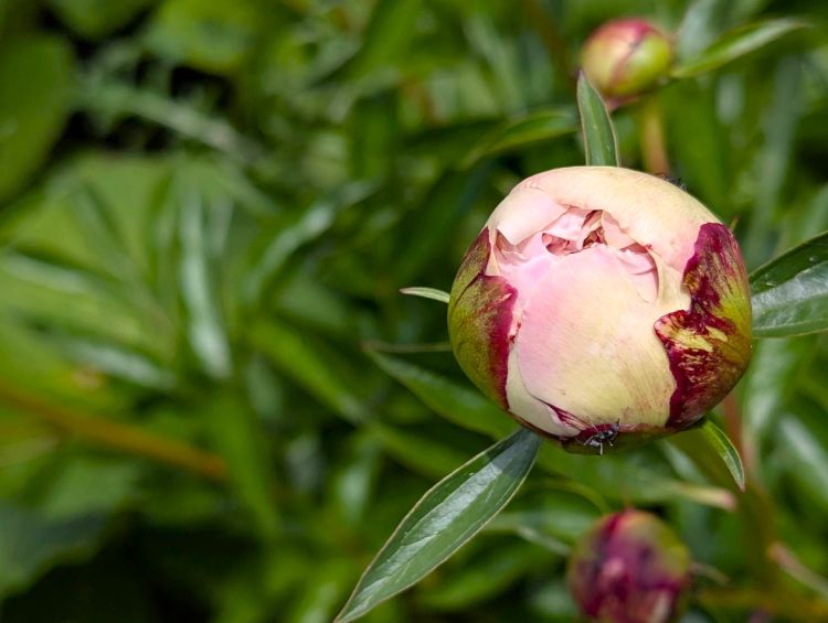 芍薬の蕾　２０２６の１