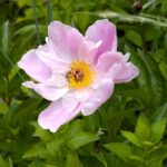 安楽寺のピンクの芍薬