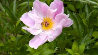 安楽寺のピンクの芍薬