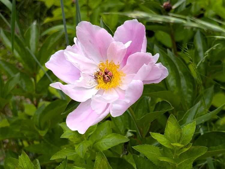 安楽寺のピンクの芍薬